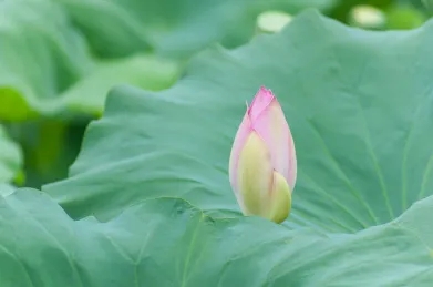 世界十大名著佛教活动（六）——“颂歌夏日的守夏节”